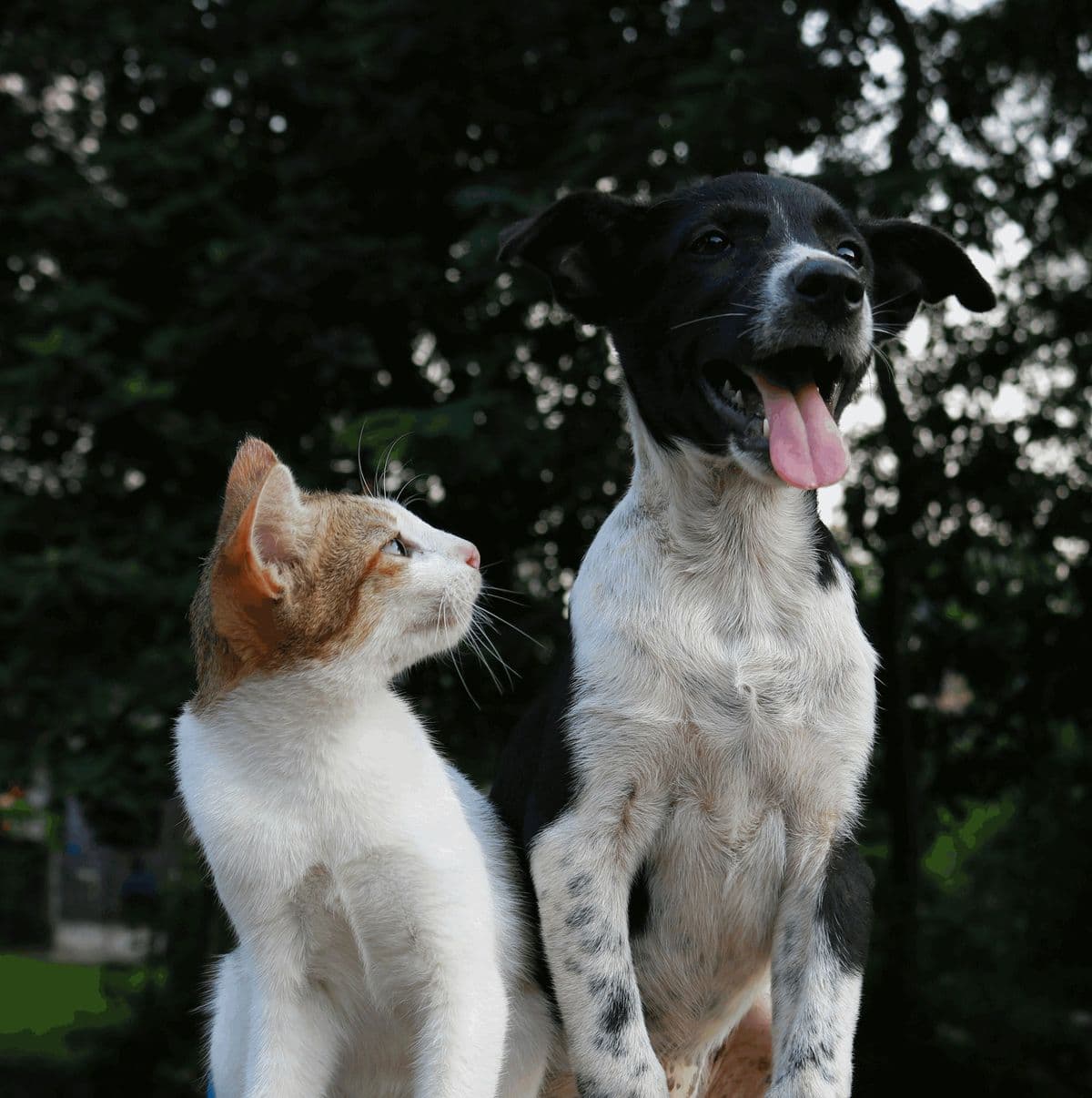 A ginger and white cat looking up at a black and white dog sitting beside it outdoors