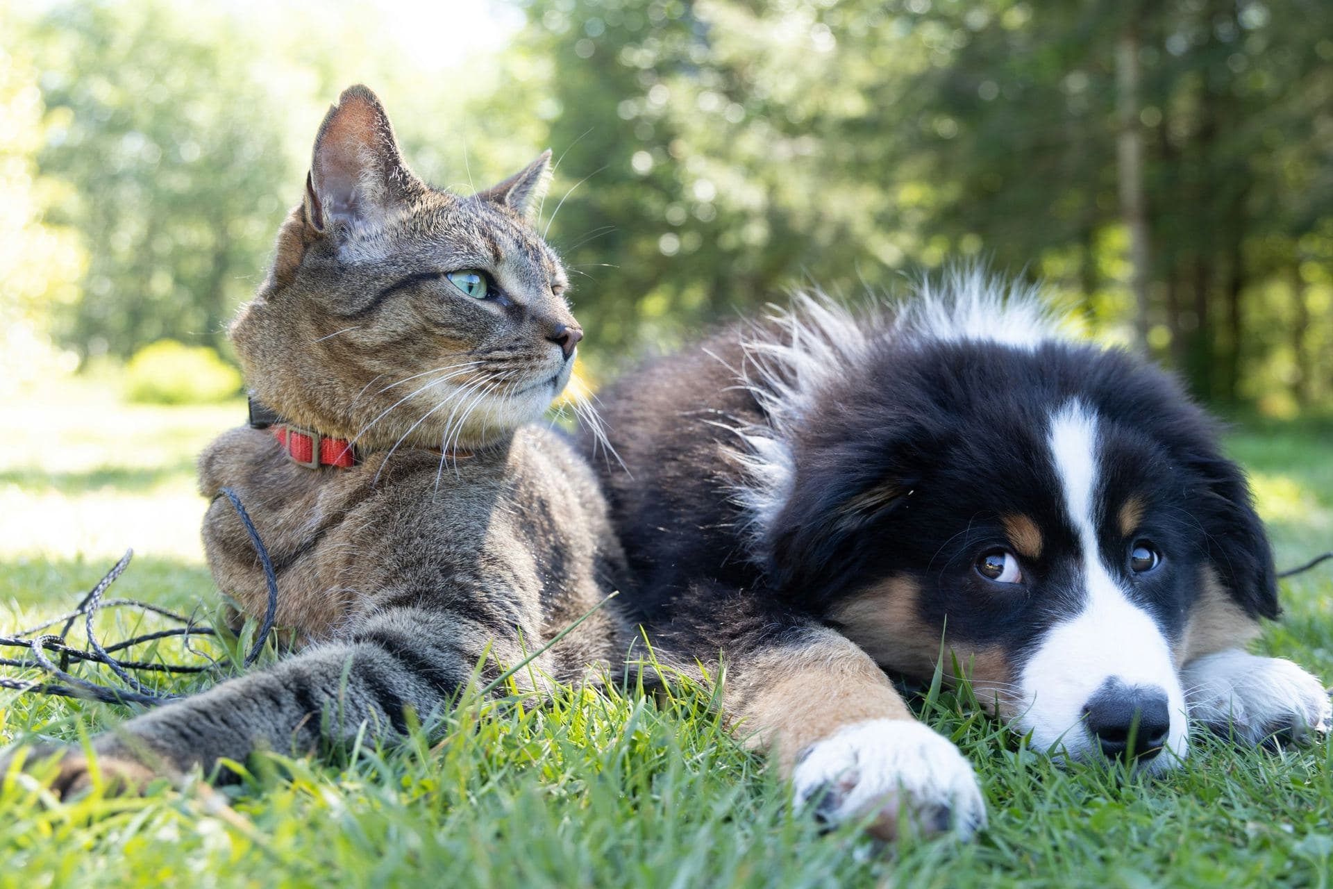 A tabby cat and a tricolour puppy lying together on the grass