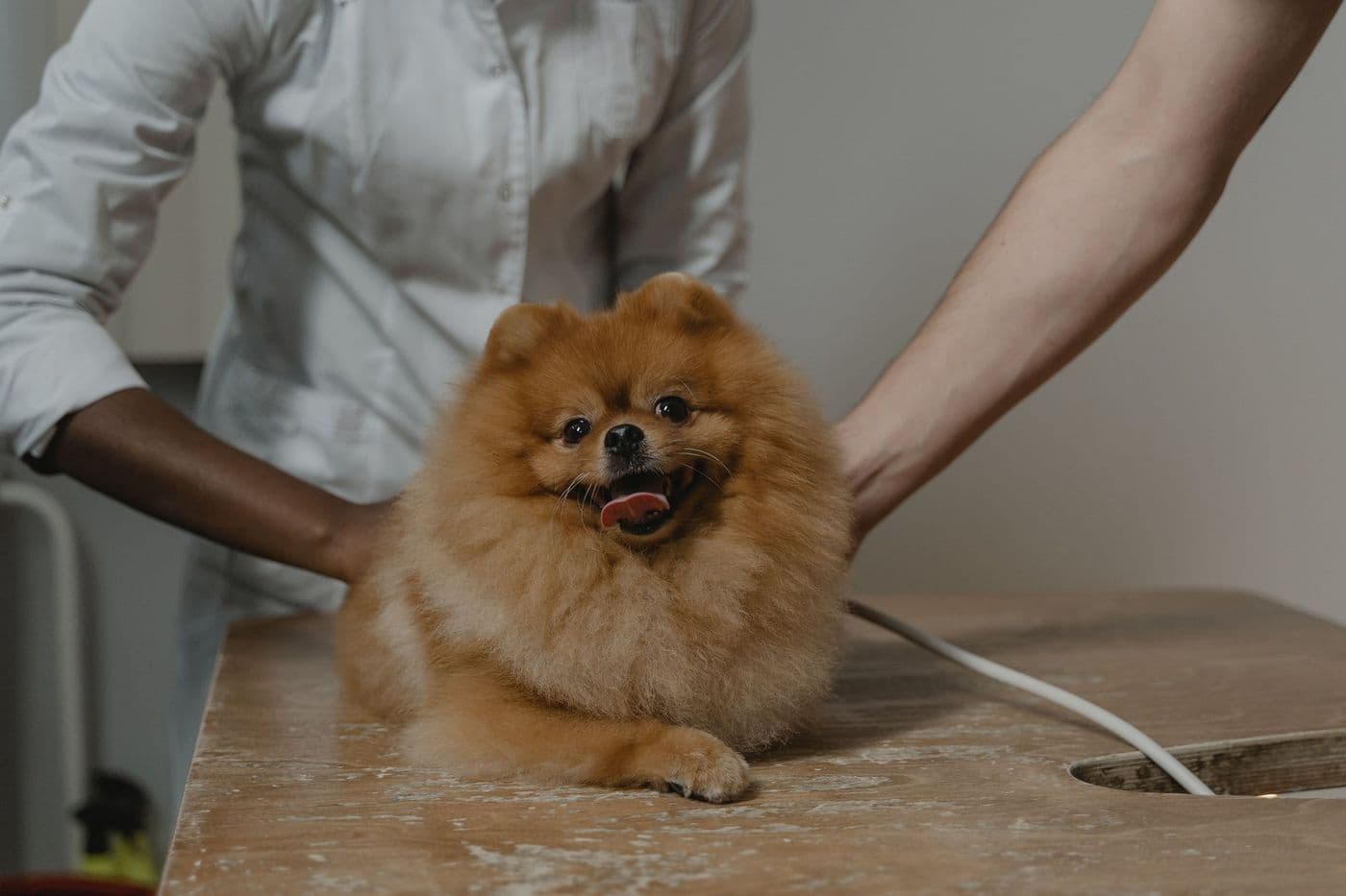 A small dog sitting calmly on a consulting table, steadied by two pairs of hands