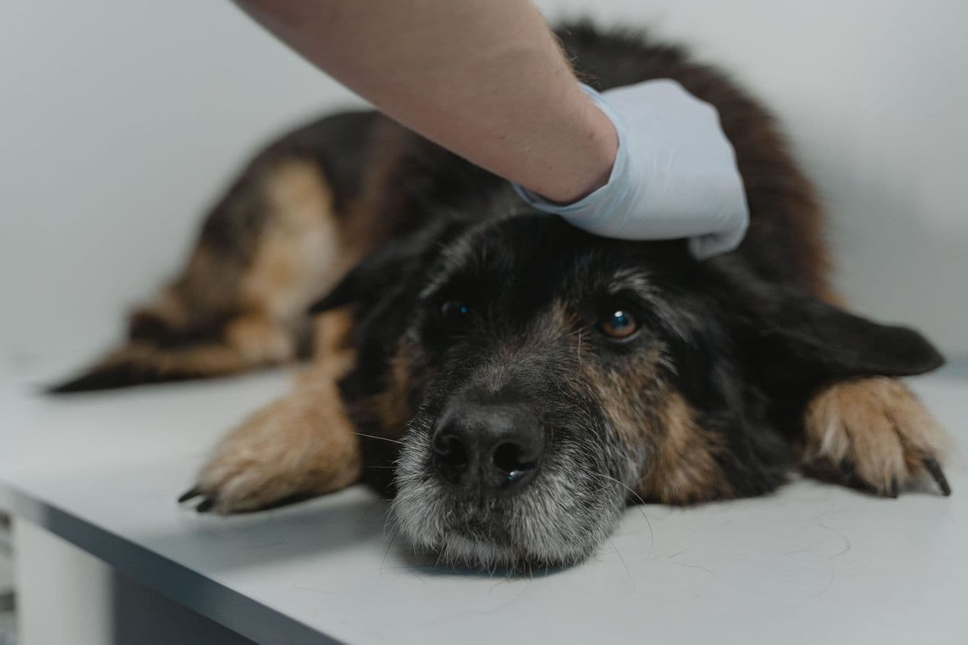 An older dog resting on a consulting table while a gloved hand steadies its head